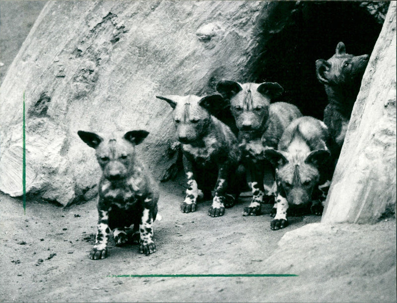1990 REPLACEMENT PORTFOLIO TIEDE FOREST DOGS JOCHEN MAW BAND FILM NOBEL - Vintage Photograph