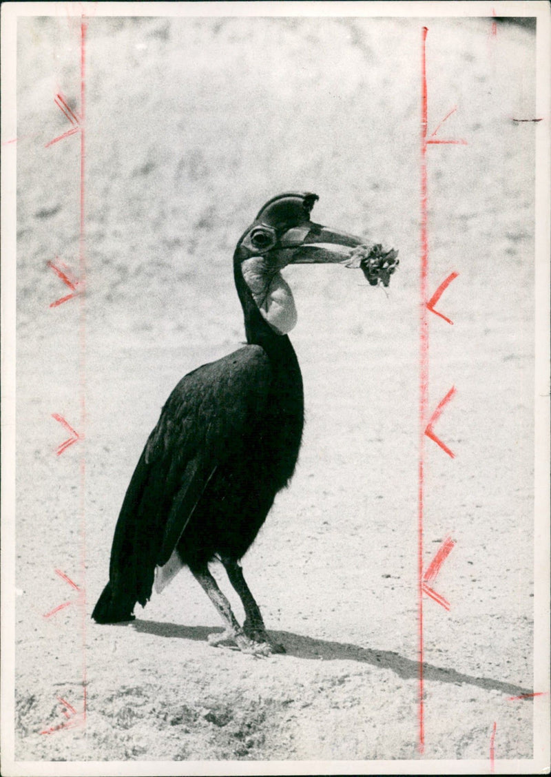 ANIMALS BIRD DIFFERENT GERMAN ZOO FRANKFURT HOME FILM - Vintage Photograph