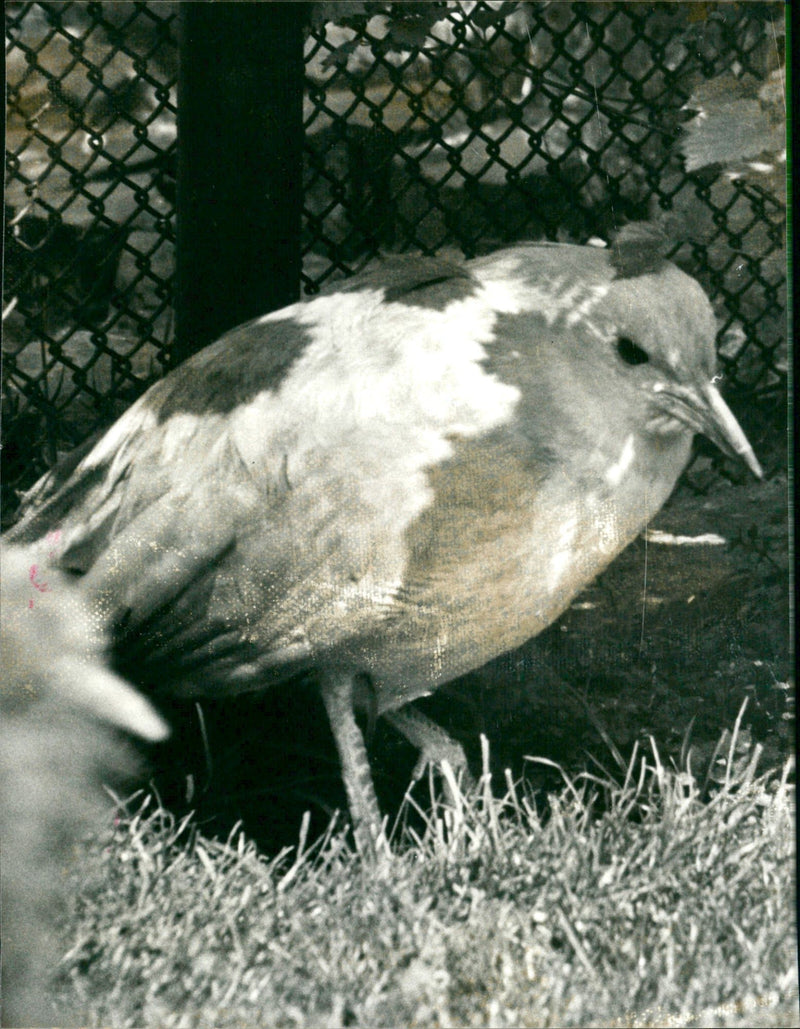 ANIMALS BIRD DIFFERENT CESSEFOTO FRANKFURT MAIN WHY DRES - Vintage Photograph