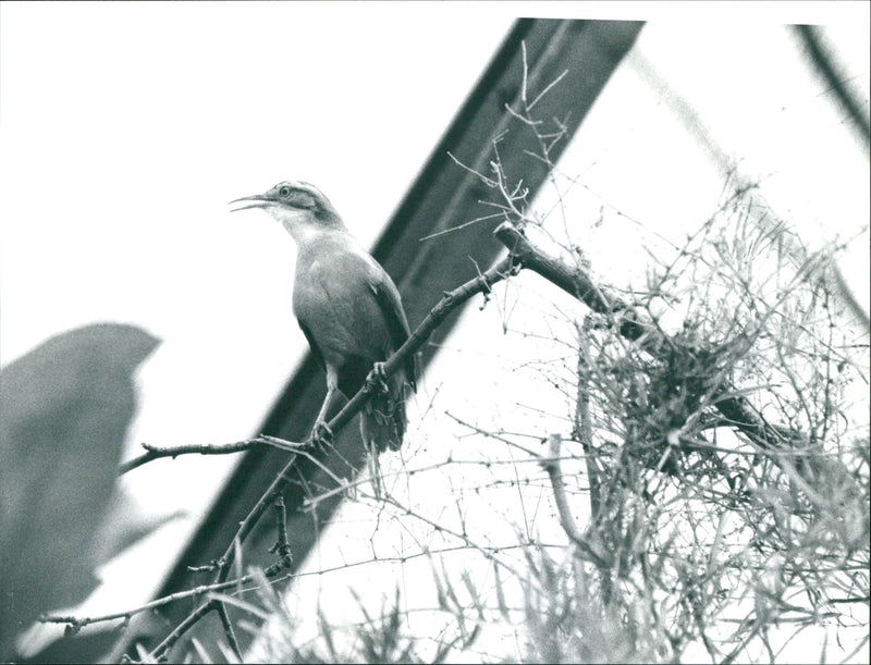 1998 ANIMALS BIRD DIFFERENT FNP PROMO LOK BLAFFUS TOPTERVOGEL ZOO FRANKF MICK - Vintage Photograph