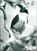 1996 ANIMALS DIFFERENT ZOO FRANKFURT HAS BIRDHOUSE BLUE NAKED MOUSE BIRD QUART - Vintage Photograph
