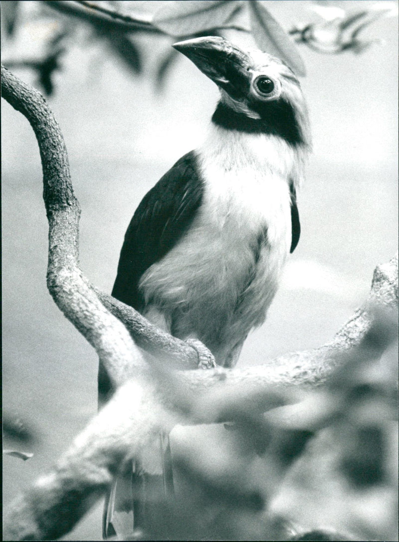 1996 ANIMALS DIFFERENT ZOO FRANKFURT HAS BIRDHOUSE BLUE NAKED MOUSE BIRD QUART - Vintage Photograph