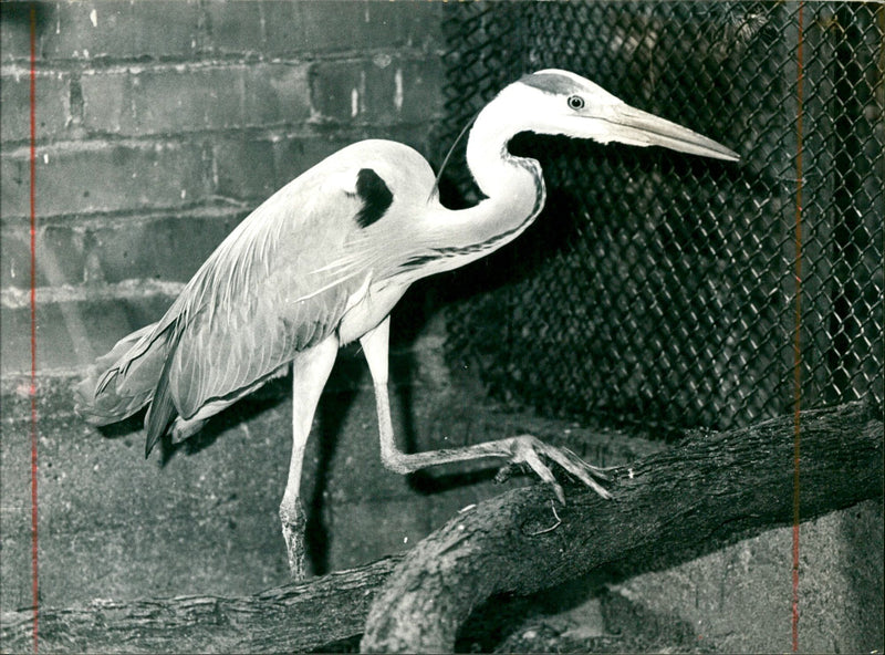 ANIMALS BIRD DIFFERENT TISKER IQUN DREW UNGARIS ROWS GATE - Vintage Photograph