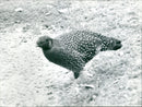 ANIMALS BIRD DIFFERENT MAIN TEL BANK ALL FFM ZOO - Vintage Photograph