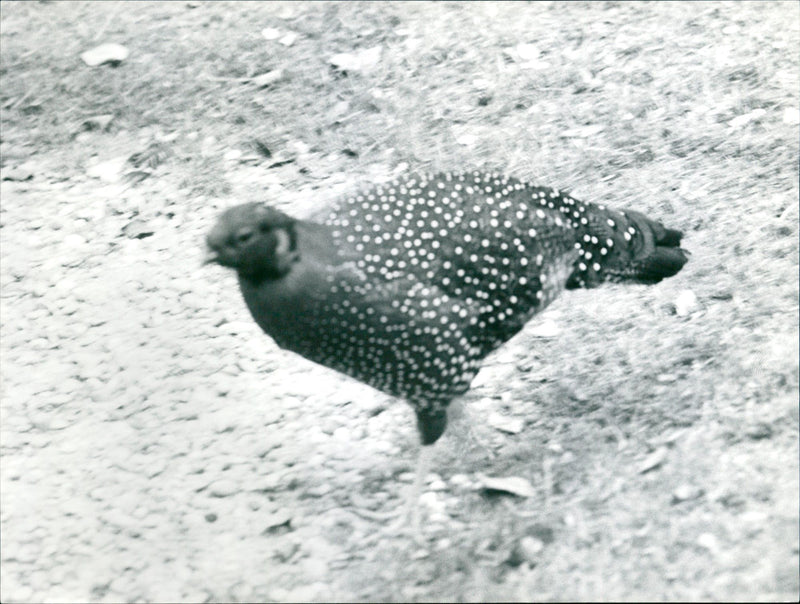 ANIMALS BIRD DIFFERENT MAIN TEL BANK ALL FFM ZOO - Vintage Photograph