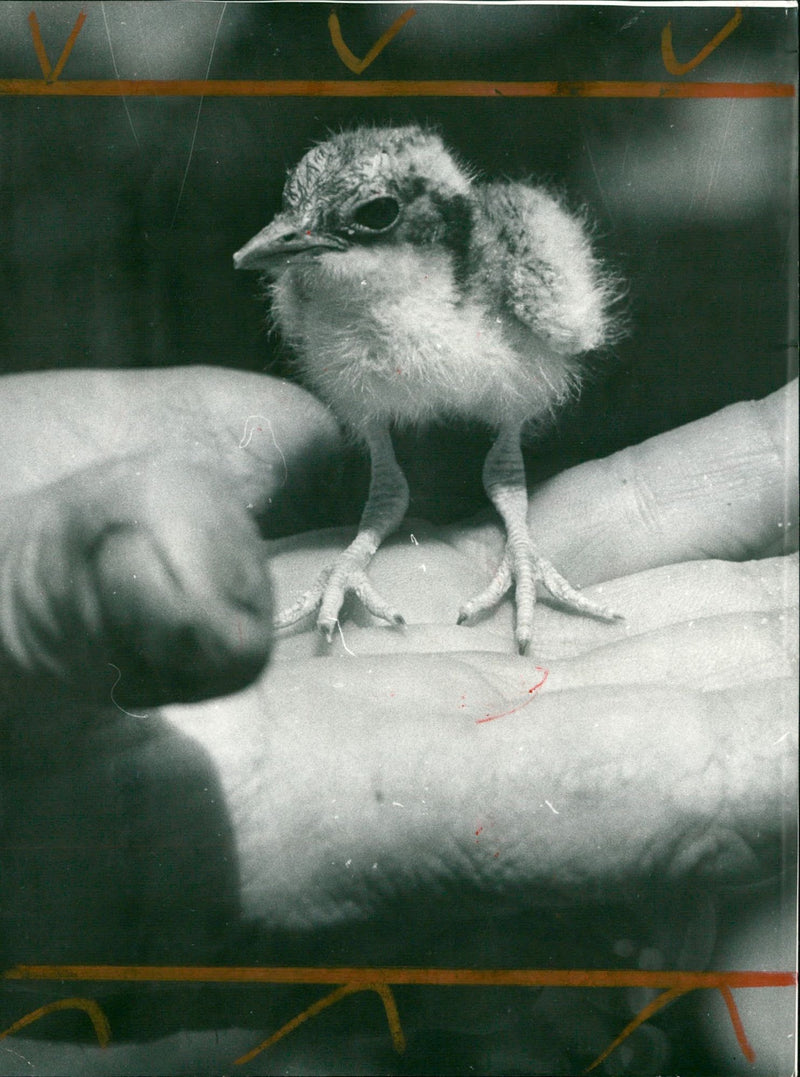 BIRD DIFFERENT ZOO ANIMALS ARE FEATURED SECTION THIS - Vintage Photograph