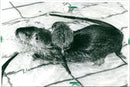 1993 ANIMALS NUTRIAS SEVEN LIVELY NUTRIA BABIE PETER - Vintage Photograph