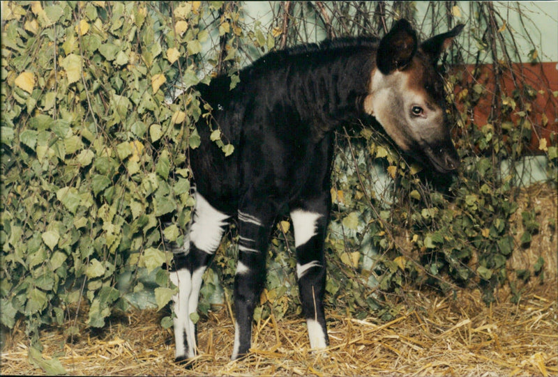 1998 ANIMALS OKAPIS OKA PIS ARE NATIVE AND WERE ONLY CONGOLESERAI PARIS - Vintage Photograph