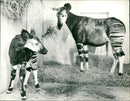 1972 ANIMALS OKAPIS OKAPI SAFASI FRANKFURT FFM ZOO - Vintage Photograph