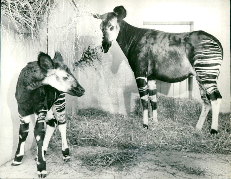 1972 ANIMALS OKAPIS OKAPI SAFASI FRANKFURT FFM ZOO - Vintage Photograph