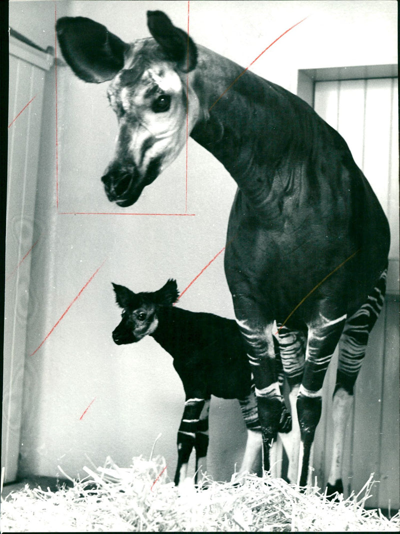 ANIMALS OKAPIS CAGES ANGIGES POLITICS LOCAL ROMANON PROVINCE SPO - Vintage Photograph