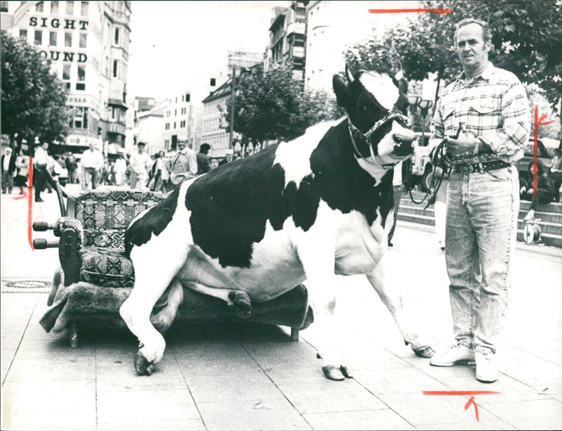 1988 ZEIL STAR THANKSGIVING FESTIVAL MADI COW MR - Vintage Photograph
