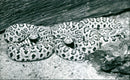 1991 ANIMALS EXOTARIUM SNAKES CLOVER EVEN SNAKE BABIES - Vintage Photograph