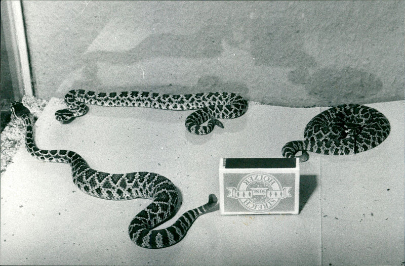 EXOTARIUM CLOVER RATTLE SNAKES ZOO UPS FFM ANIMALS - Vintage Photograph