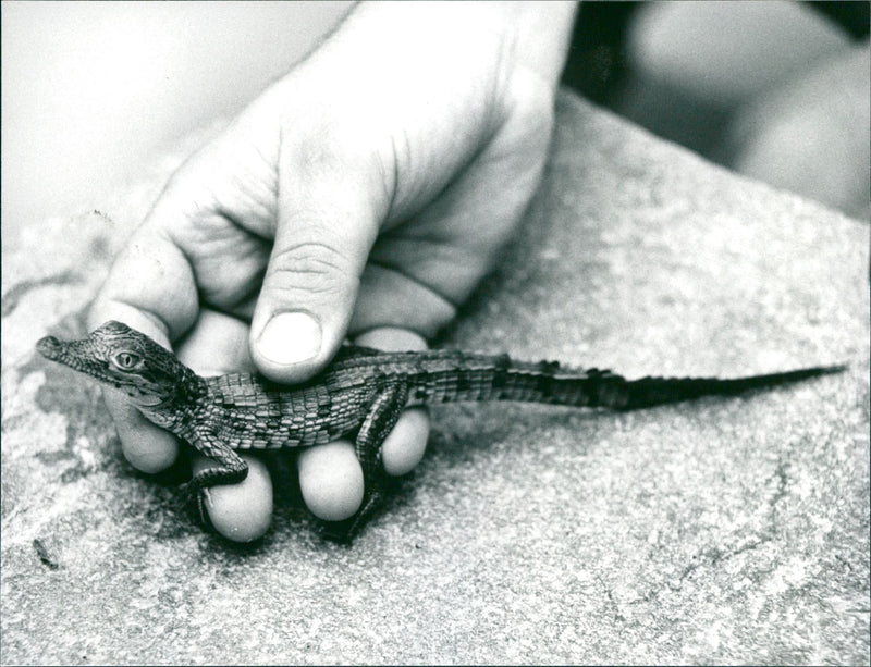 1994 ANIMALS EXOTARIUM CROCODILES BEGINNING OFF - Vintage Photograph