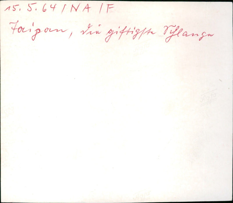 Snake - Vintage Photograph