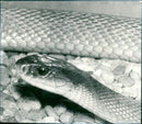 Snake - Vintage Photograph