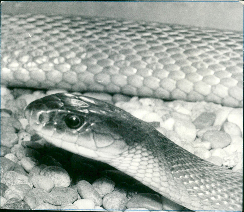 Snake - Vintage Photograph