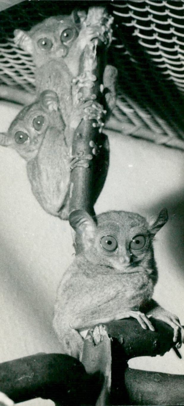 ZOO ANIMALS EXOTARIUM VERSCH FISSILE GOBLIN THAKIS - Vintage Photograph