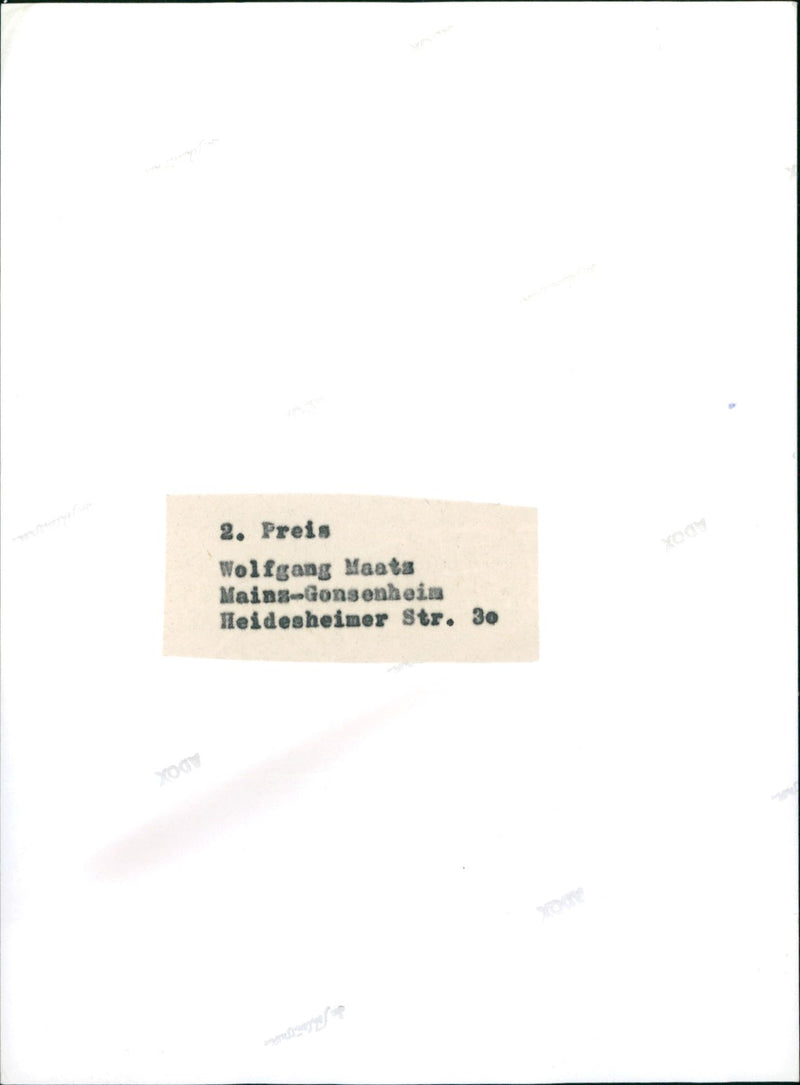 Zebra & bull - Vintage Photograph