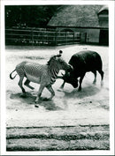 Zebra & bull - Vintage Photograph