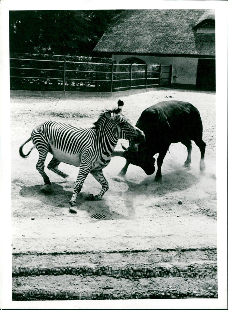 Zebra & bull - Vintage Photograph