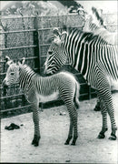 Zebra - zoo animals - Vintage Photograph