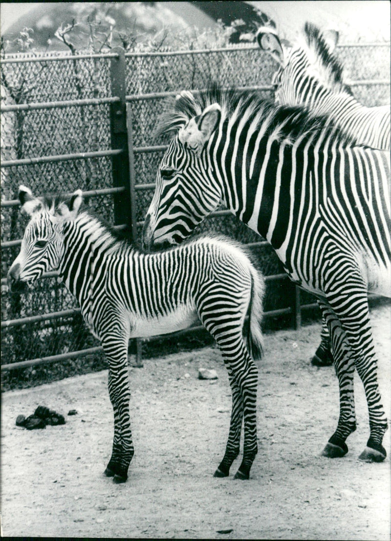 Zebra - zoo animals - Vintage Photograph