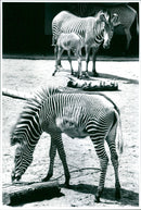 Zebra - zoo animals - Vintage Photograph