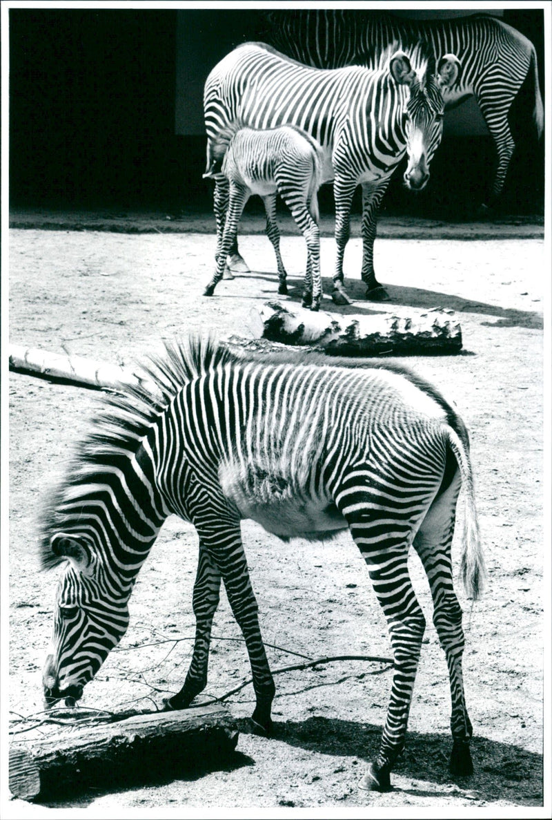 Zebra - zoo animals - Vintage Photograph