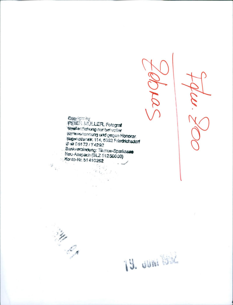 Zebra - zoo animals - Vintage Photograph