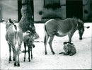 Zebra - zoo animals - Vintage Photograph