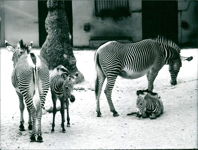 Zebra - zoo animals - Vintage Photograph