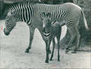 Vera & Jade - Zoo animals - Vintage Photograph