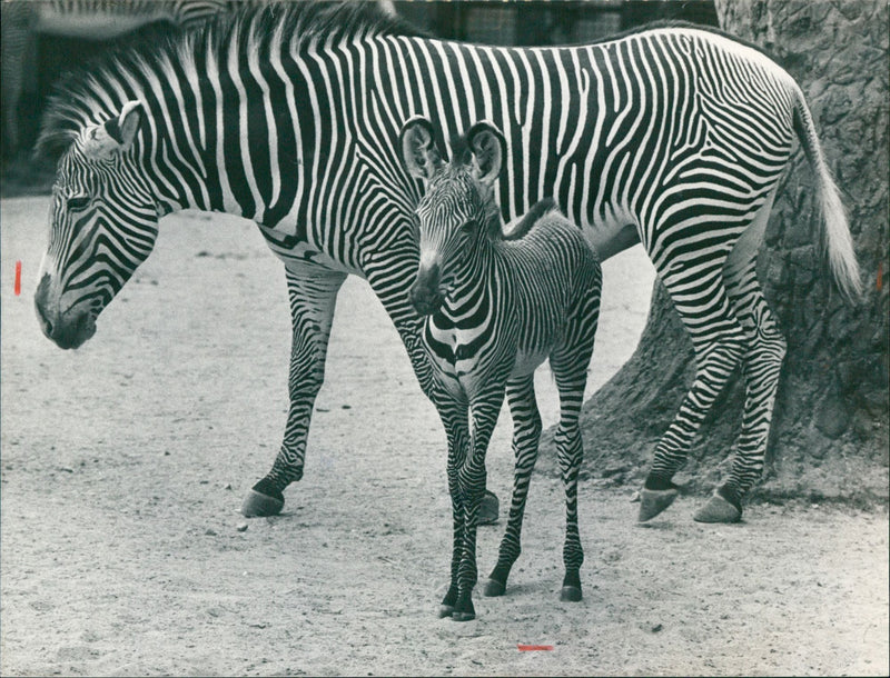 Vera & Jade - Zoo animals - Vintage Photograph