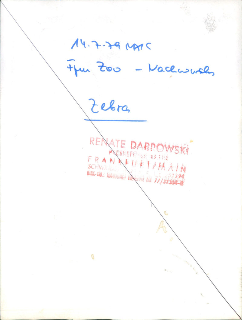 Zebra - zoo animals - Vintage Photograph