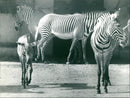 Zebra - zoo animals - Vintage Photograph