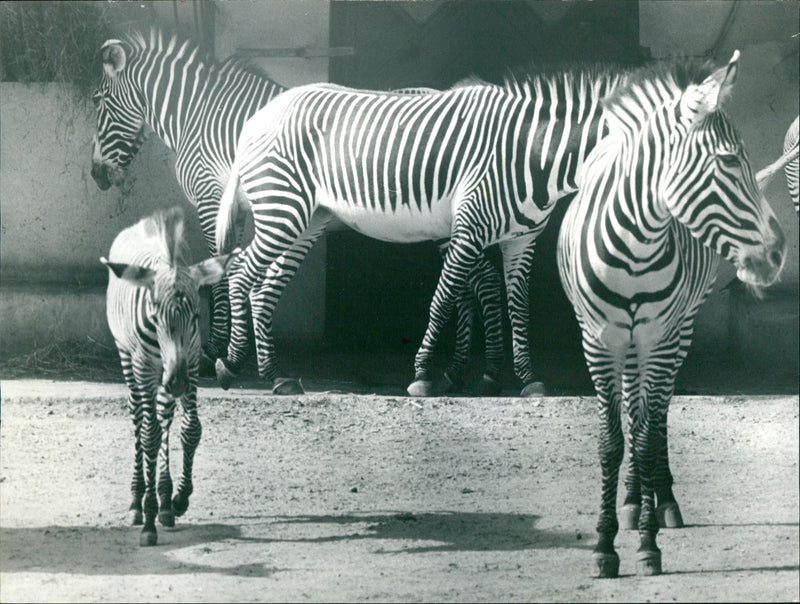 Zebra - zoo animals - Vintage Photograph