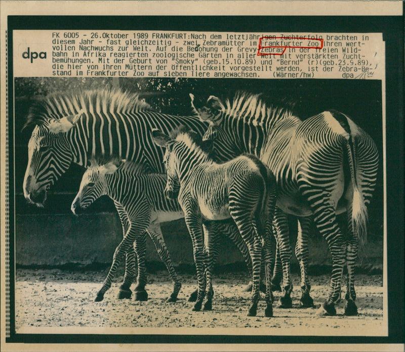 Zebra - zoo animals - Vintage Photograph