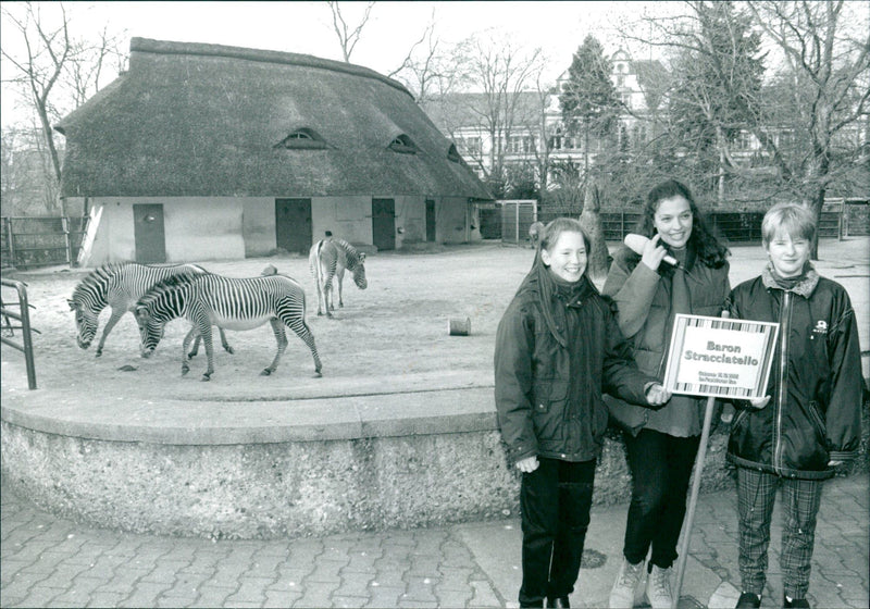 Zebra - zoo animals - Vintage Photograph
