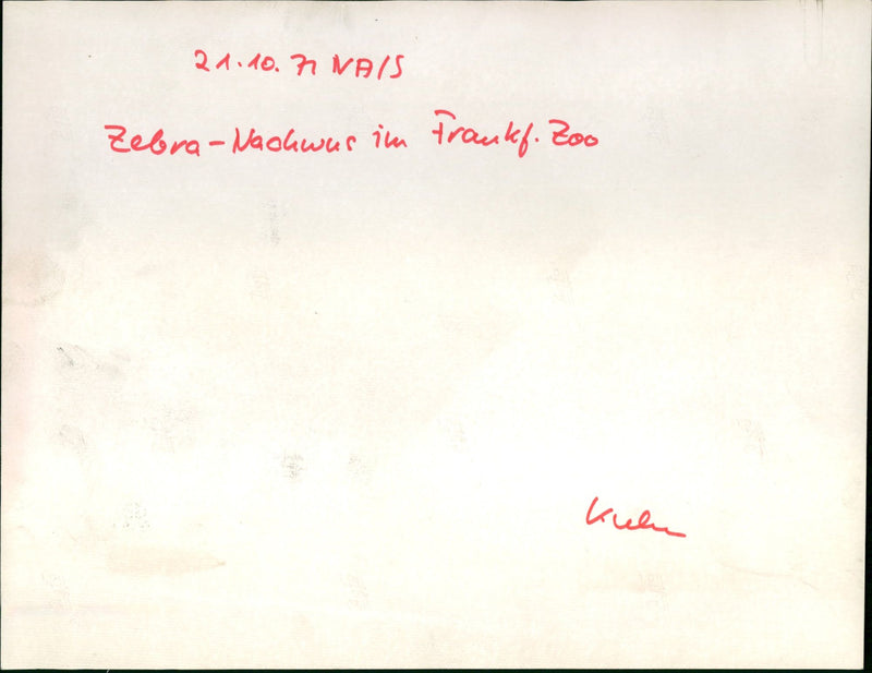 Zebras from the Frankfurt Zoo - Vintage Photograph