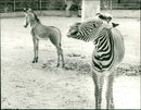 Zebras from the Frankfurt Zoo - Vintage Photograph