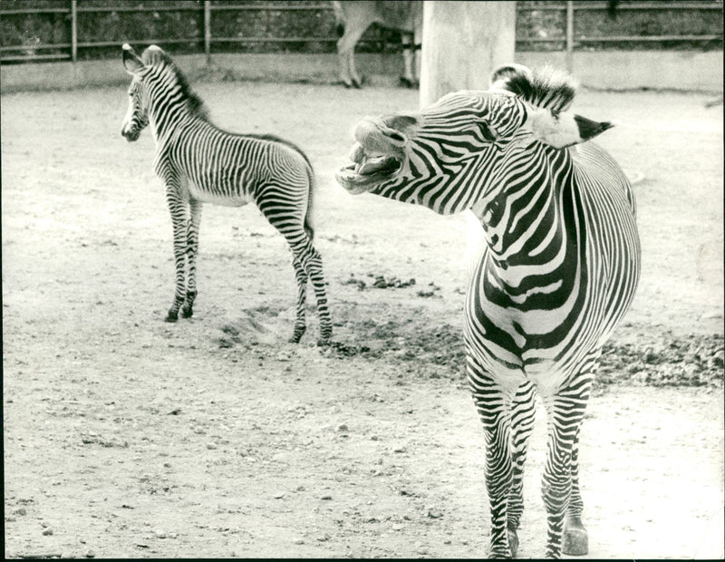 Zebras from the Frankfurt Zoo - Vintage Photograph