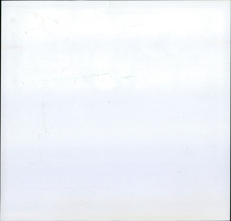 Zebras from the Frankfurt Zoo - Vintage Photograph