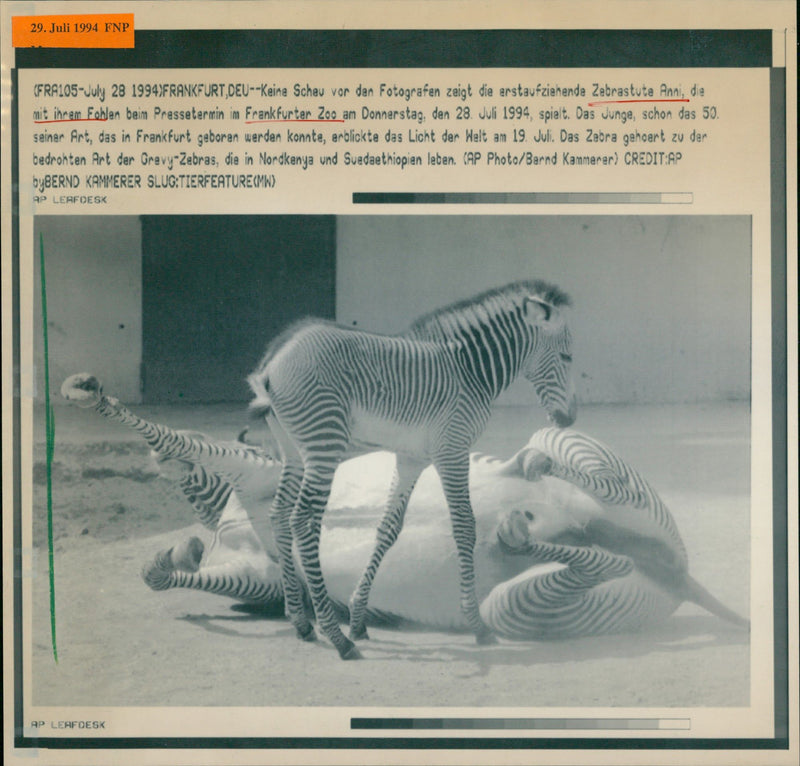 Zebras from the Frankfurt Zoo - Vintage Photograph