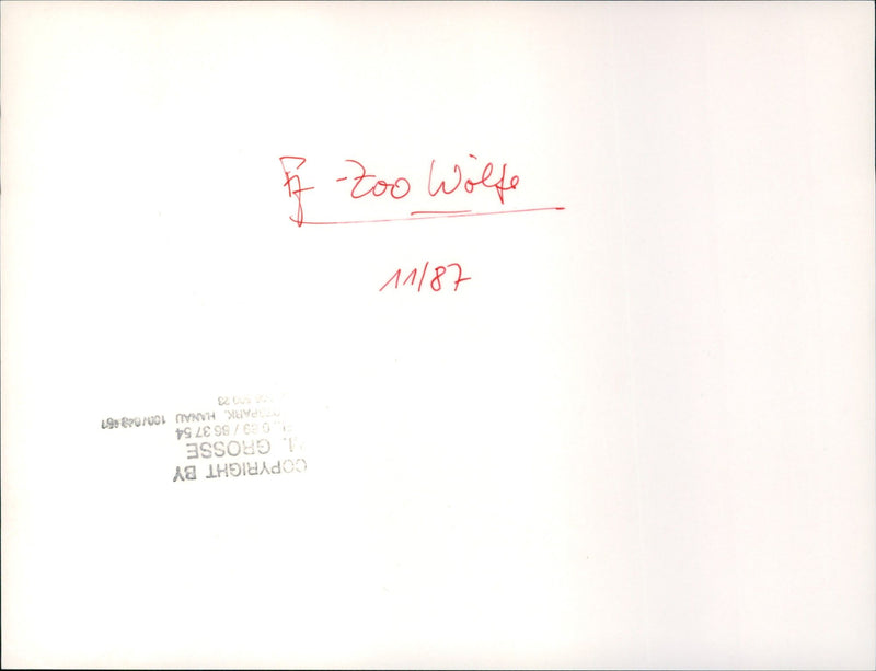 Zoo animals: wolf - Vintage Photograph