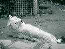 Zoo animals: wolf - Vintage Photograph