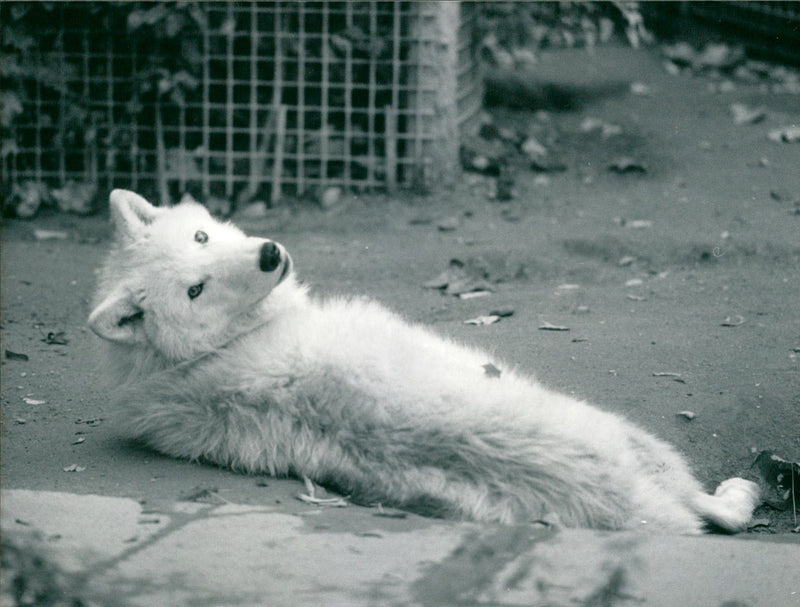 Zoo animals: wolf - Vintage Photograph