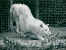 Zoo animals: wolf - Vintage Photograph