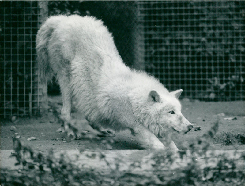 Zoo animals: wolf - Vintage Photograph